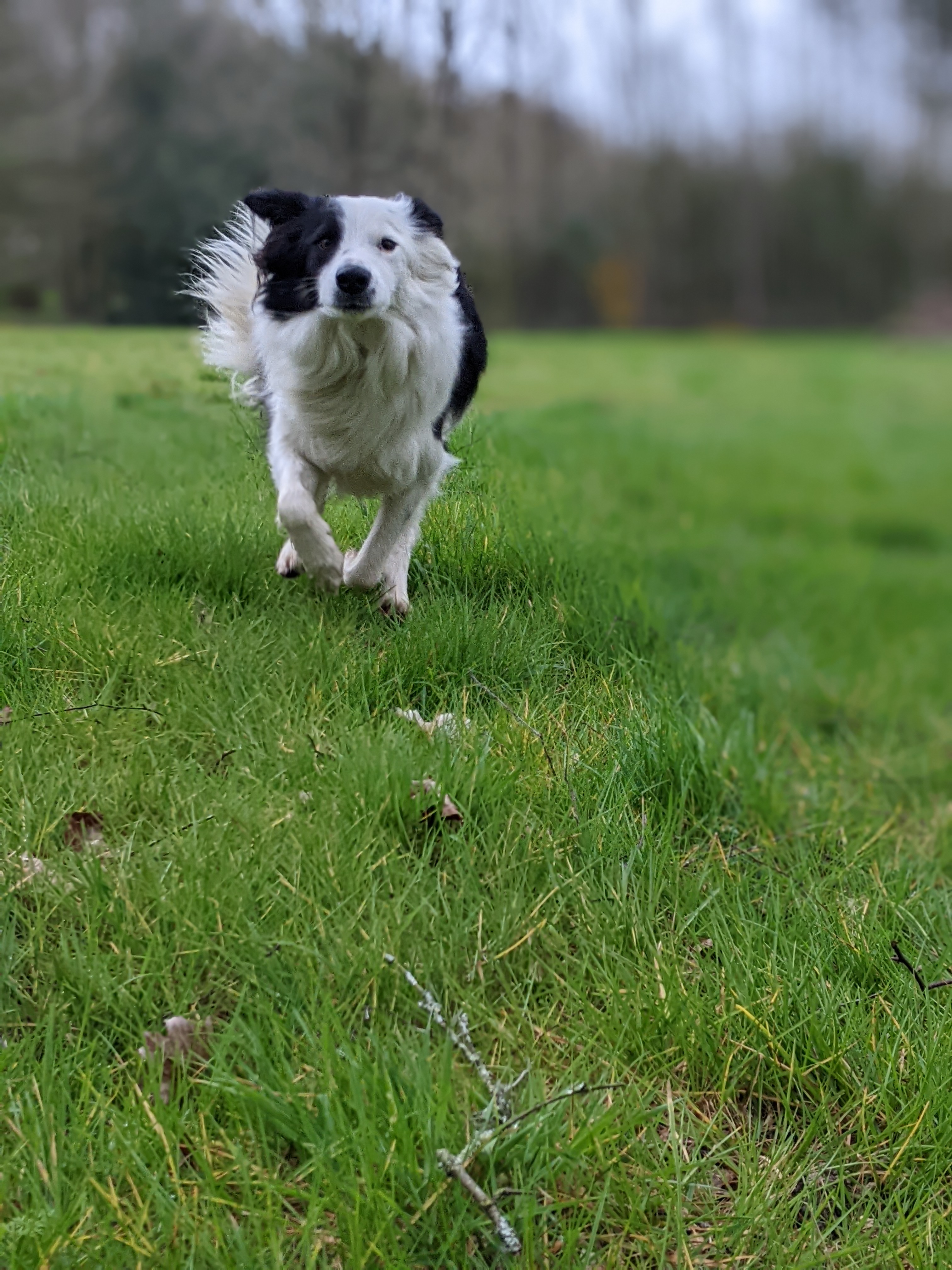 Un chien bicolore à cœur joyeux 